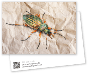 Carabus auratus shiny postcard