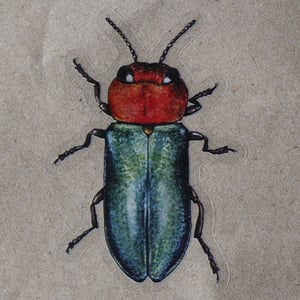 Anthaxia nitidula Sticker - translucent background
