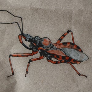 Rhynocoris iracundus Sticker - translucent background