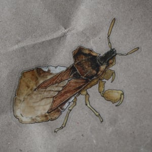Phymata crassipes Sticker - translucent background