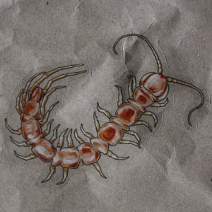 Lithobius forficatus Sticker - translucent background