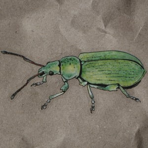 Phyllobius pomaceus Sticker - translucent background