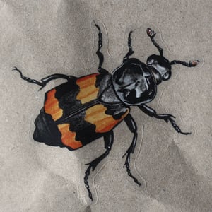 Nicrophorus vespillo Sticker - translucent background