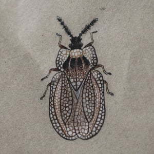 Kalama tricornis Sticker - translucent background