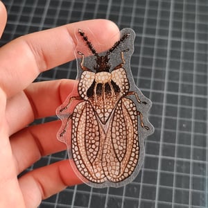 Kalama tricornis Sticker - translucent background