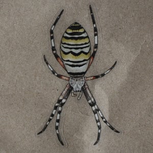 Argiope bruennichi Sticker - translucent background