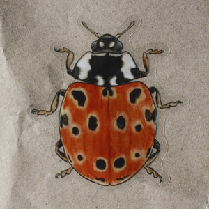 Anatis ocellata Sticker - translucent background