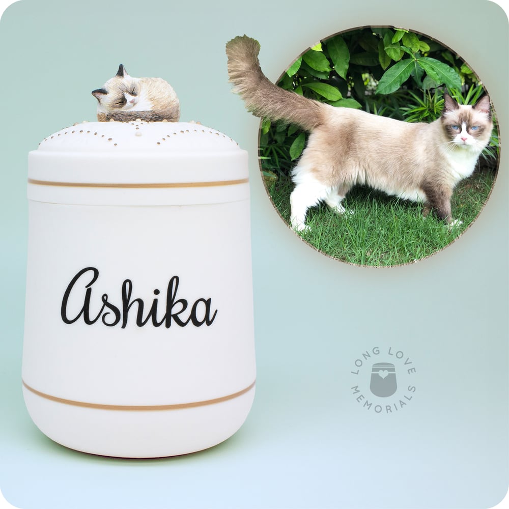 Image of Seal Point Ragdoll Cat Urn, Custom Urn for Your Cat