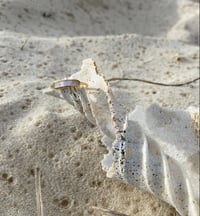 Image 3 of Sea Pearl Ring