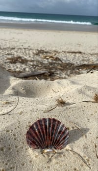 Image 4 of Sea Pearl Ring