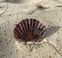 Image 2 of Sea Pearl Ring