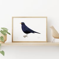 Image 2 of Black Bird