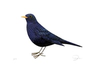 Image 1 of Black Bird