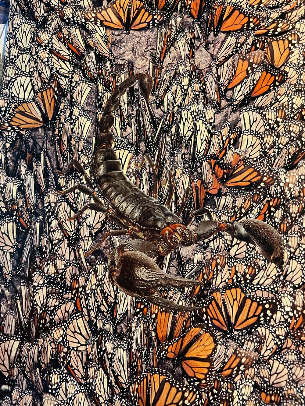 Butterfly Scorpio original 