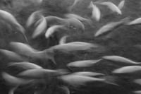 Image 1 of Big Swimmers