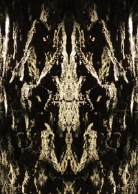 Image 1 of A5 Premium Postcard | Lithoflora – Bark Cathedral