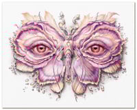 Image 1 of Lepidoptera 17 & 19 - Albino Variants