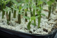 Image 5 of Desert Rose Grow Kit | Adenium Obesum seeds 