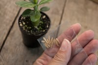 Image 3 of Desert Rose Grow Kit | Adenium Obesum seeds 