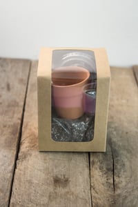 Image 4 of Desert Rose Grow Kit | Adenium Obesum seeds 