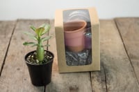 Image 1 of Desert Rose Grow Kit | Adenium Obesum seeds 