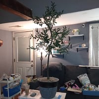 Image 1 of Lrg. 5'4" tall Faux Olive Tree in lrg Textured Pot 
