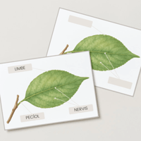 Image 5 of ELS ARBRES / LOS ÁRBOLES