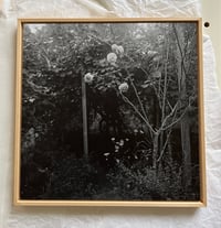 Image 2 of ROSES, SILVER GELATIN PRINT 25x25cm