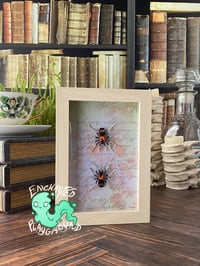 Faux Entomology Mounts - Trinidad Dwarf Tarantula (2 piece)