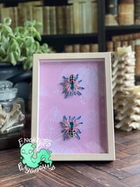  Faux Entomology Mount - Brazilian Jeweled Tarantula 
