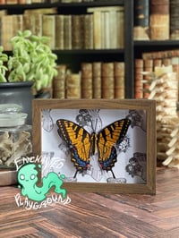 Image 1 of Faux Entomology Mounts - Eastern Tiger Swallowtail