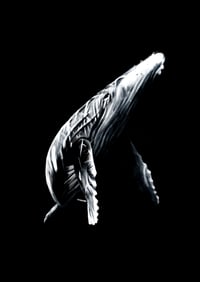 Image 2 of Humpback Whale Illustration Print