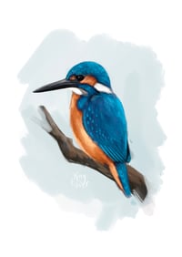 Image 4 of Kingfisher Illustration Print
