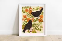 Blackbirds Art Print