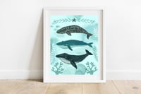 Whale Trio Print 