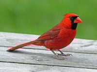 Image 2 of Handmade Fountain Pen made with Italian acrylic, Northern Cardinal theme