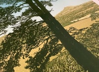 Image 3 of Roseberry Trees