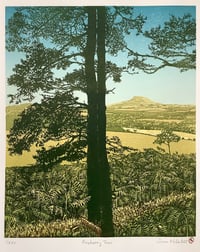 Image 1 of Roseberry Trees