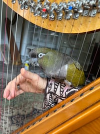 Catharsis teaching video