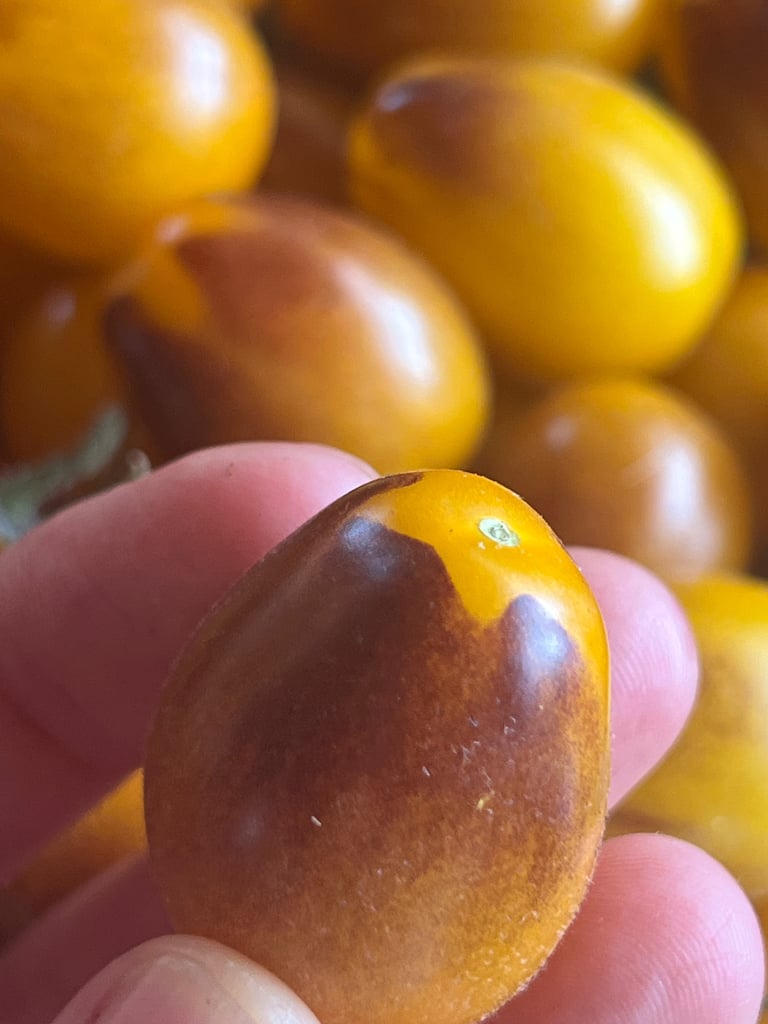 Organic Yellow-Indigo Cherry Tomato Image 2
