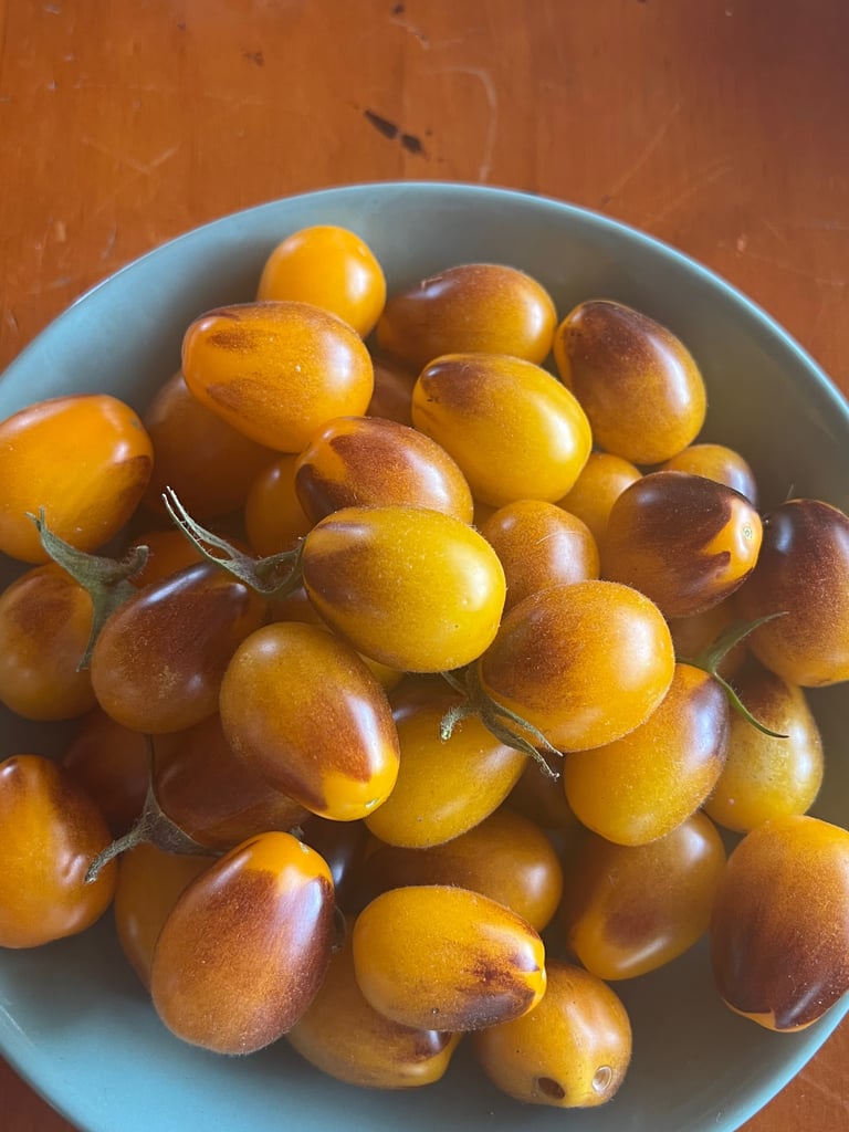 Organic Yellow-Indigo Cherry Tomato