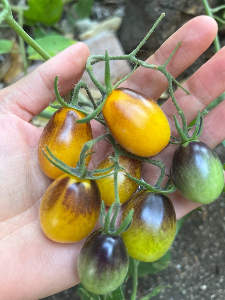 Organic Yellow-Indigo Cherry Tomato Image 3