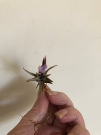 Image 3 of Tillansia peiranoi