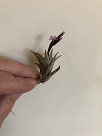 Image 1 of Tillansia peiranoi