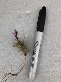 Image 4 of Tillansia peiranoi