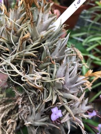 Image 5 of Tillansia peiranoi
