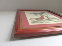 Image 8 of Antique Hand-Coloured Engraving Print, Blue Jay & Summer Red Bird by George Edawrds 1755, Framed 