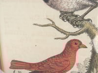 Image 6 of Antique Hand-Coloured Engraving Print, Blue Jay & Summer Red Bird by George Edawrds 1755, Framed 