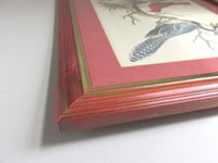 Image 9 of Antique Hand-Coloured Engraving Print, Blue Jay & Summer Red Bird by George Edawrds 1755, Framed 