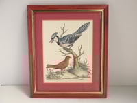 Image 1 of Antique Hand-Coloured Engraving Print, Blue Jay & Summer Red Bird by George Edawrds 1755, Framed 